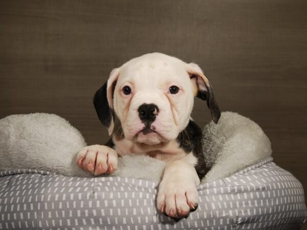 American Bulldog-DOG-Female-brdl & wh-17804-Petland Iowa City, Iowa