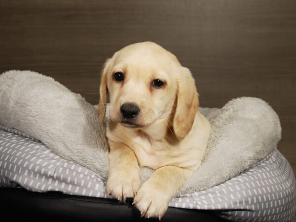 Labradoodle DOG Male yellow 17805 Petland Iowa City, Iowa