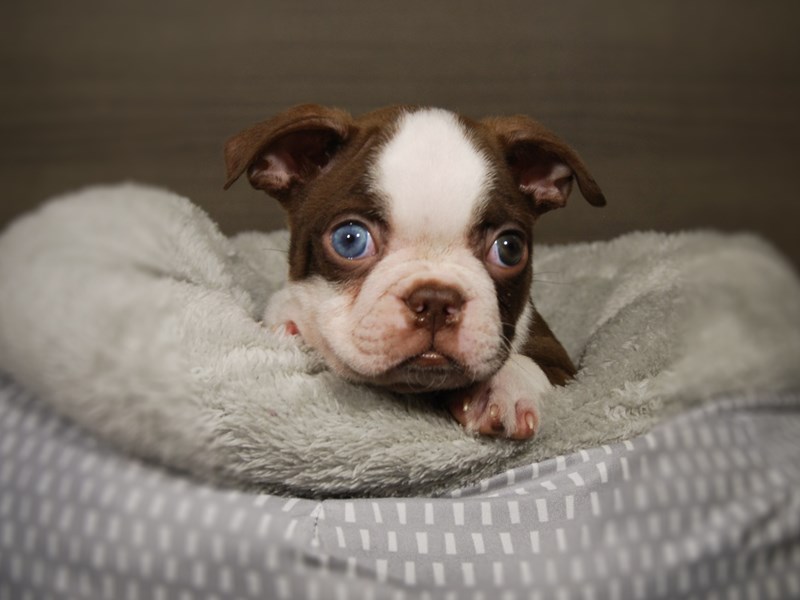 Boston Terrier Dog Male Chocolate / White 17811