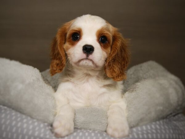 Cavalier King Charles Spaniel DOG Male Blenheim 17812 Petland Iowa City, Iowa