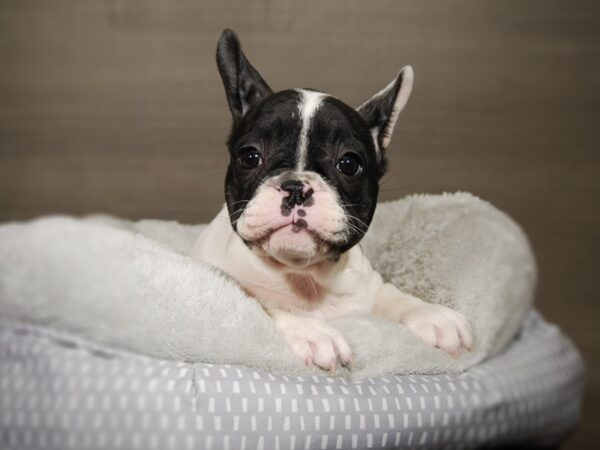 French Bulldog DOG Female White / Blue 17813 Petland Iowa City, Iowa