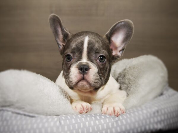 French Bulldog DOG Female Blue / White 17814 Petland Iowa City, Iowa