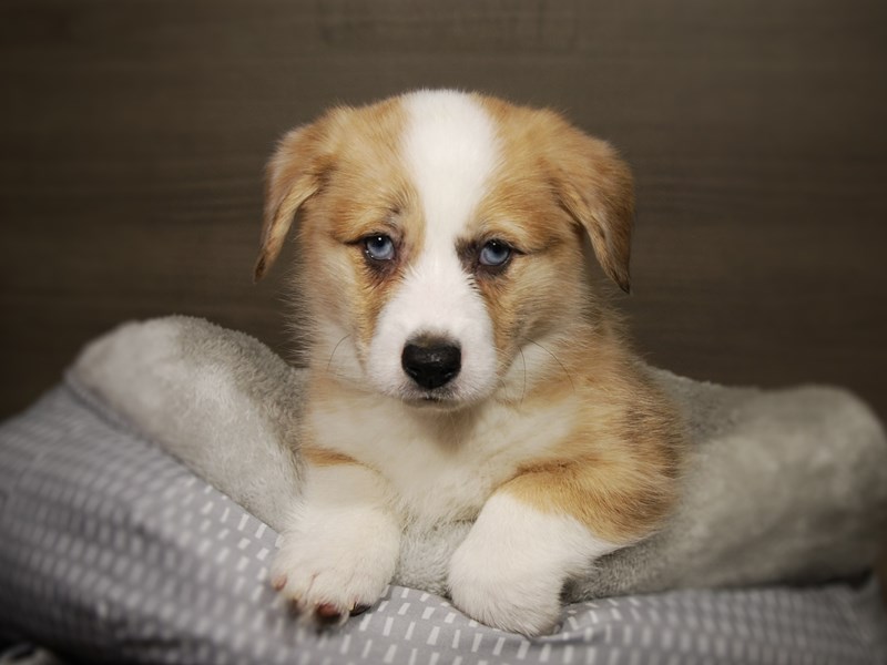 Pembroke Welsh Corgi Dog Male Red / White 17816