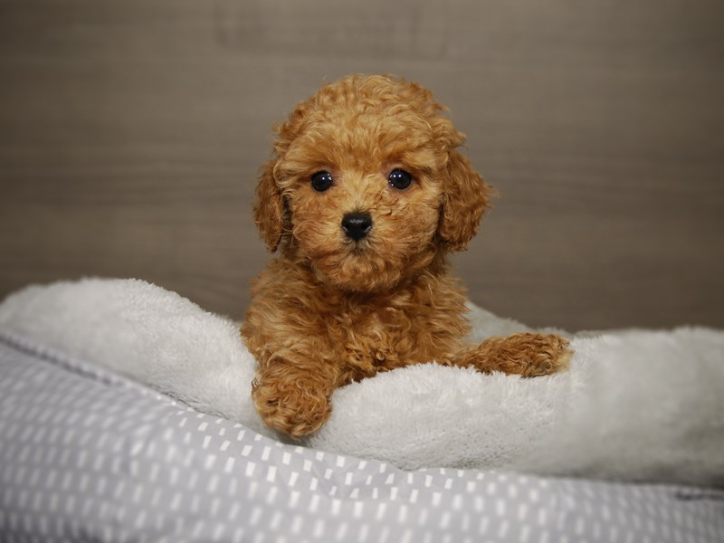 Poodle Dog Female Red 17817