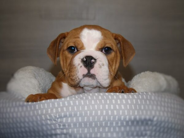 English Bulldog DOG Male Red & White 17819 Petland Iowa City, Iowa