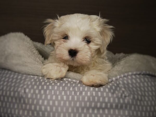 Maltese DOG Male White 17823 Petland Iowa City, Iowa