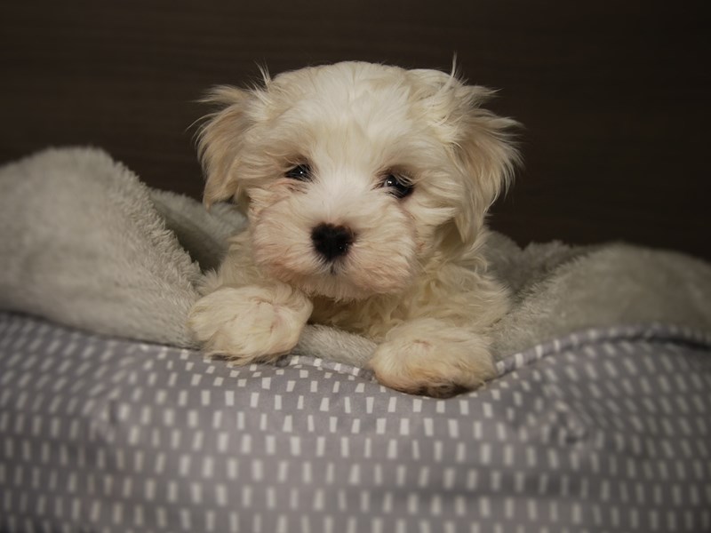 Maltese Dog Male White 17823