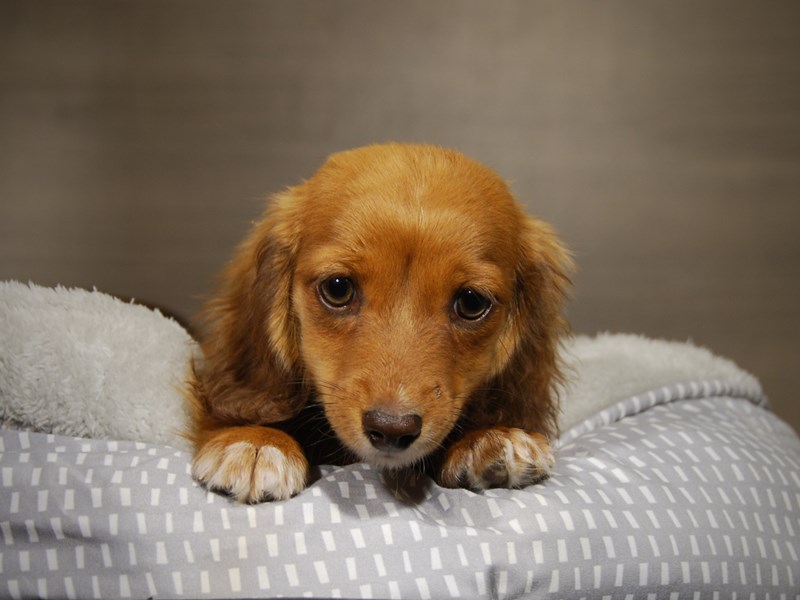 Dachshund Dog Female Red Sable 17825