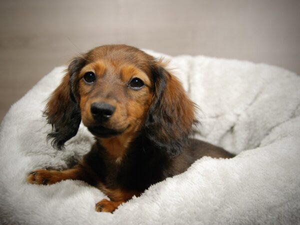 Dachshund DOG Female 17786 Petland Iowa City, Iowa