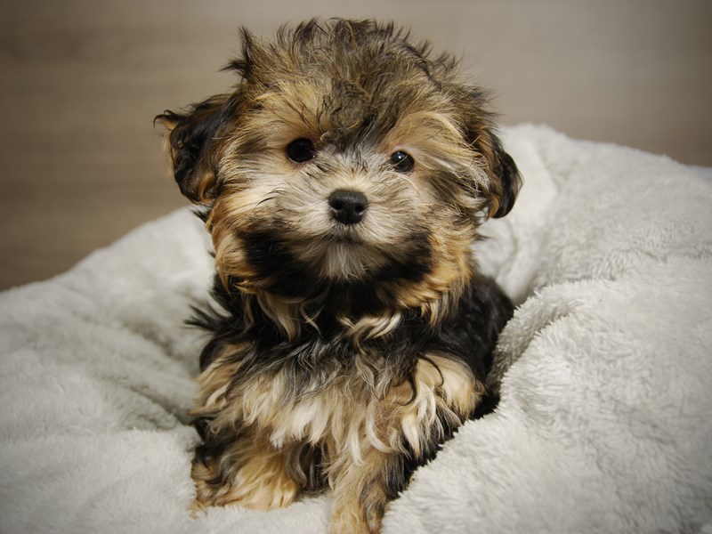 Morkie Dog Female Blk 17809