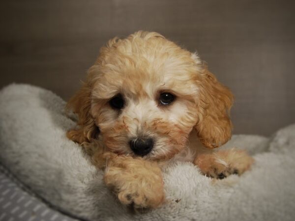 Cavapoo DOG Male 17821 Petland Iowa City, Iowa