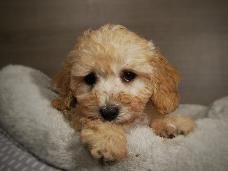 Cavapoo Dog Male 17821