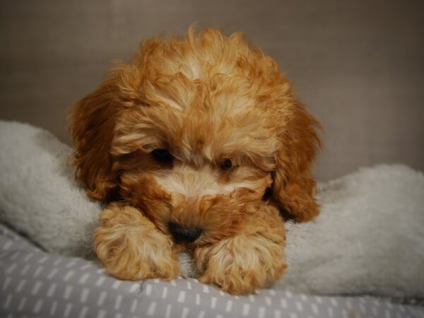 Cavapoo DOG Female 17822 Petland Iowa City, Iowa