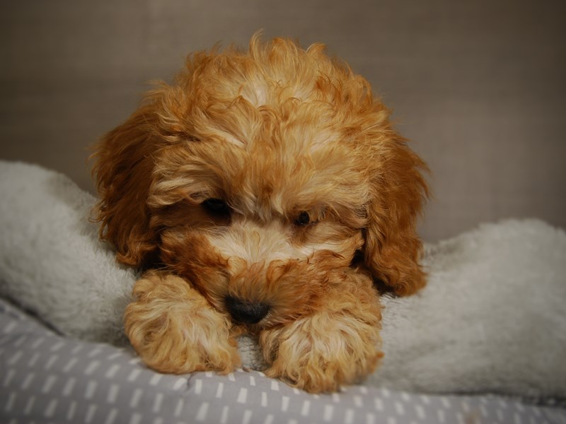 Cavapoo Dog Female 17822