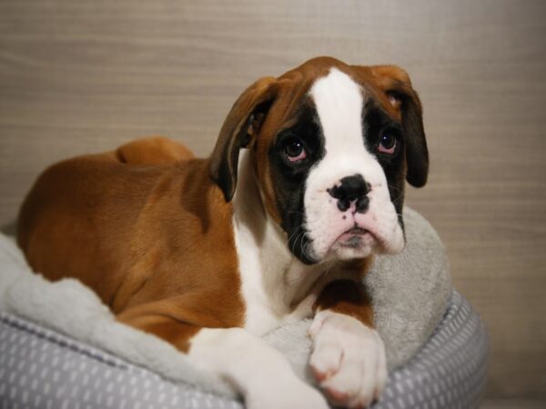 Boxer DOG Male fn & wh 17824 Petland Iowa City, Iowa