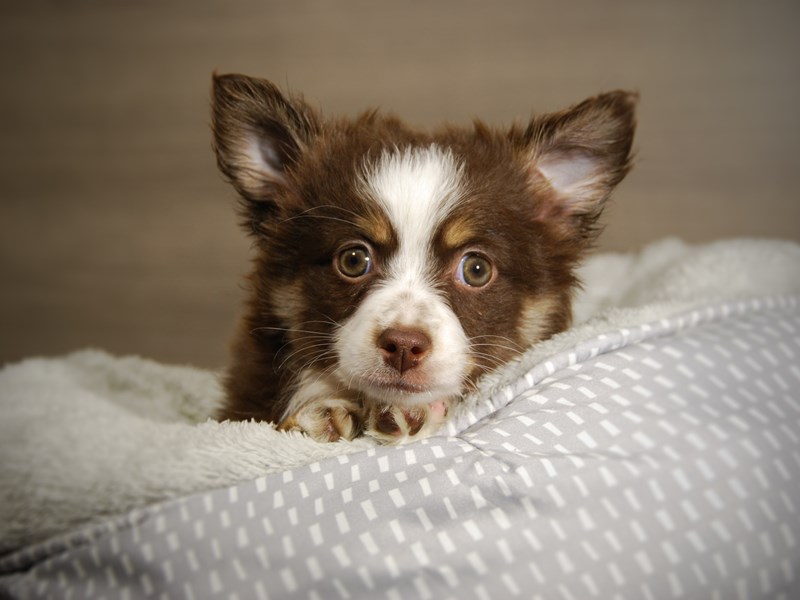 Australian Shepherd Dog Female Red / White 17826