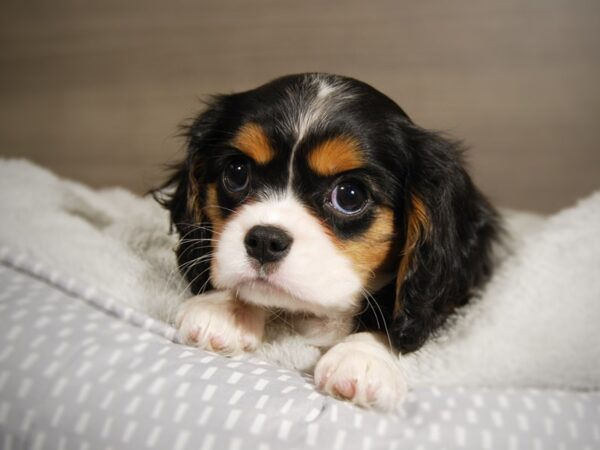 Cavalier King Charles Spaniel DOG Female Tri-Colored 17827 Petland Iowa City, Iowa