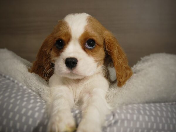 Cavalier King Charles Spaniel DOG Female Blenheim 17828 Petland Iowa City, Iowa