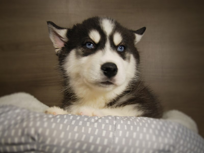 Siberian Husky Dog Male Black / White 17829