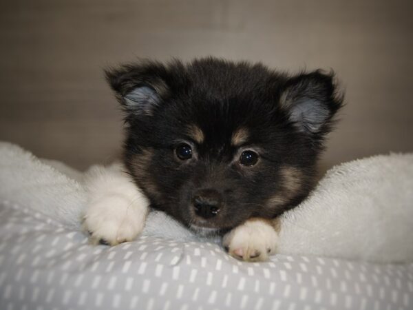 Alaskan Klee Kai/Australian Shepherd DOG Female Black / White 17830 Petland Iowa City, Iowa