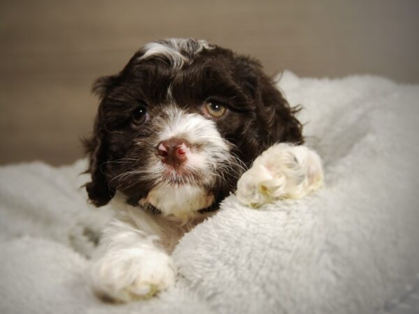 Cock A Poo-DOG-Male-Chocolate / White-17832-Petland Iowa City, Iowa