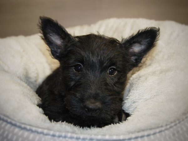 Scottish Terrier DOG Female Black 17833 Petland Iowa City, Iowa