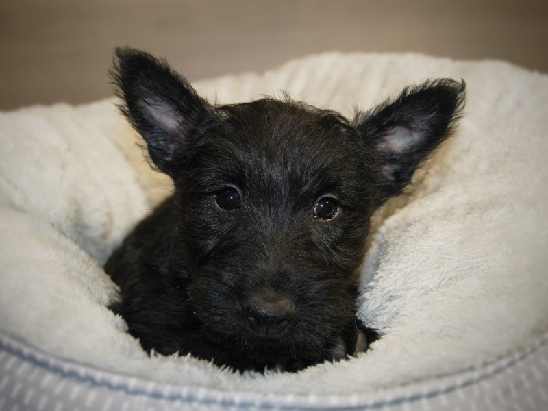 Scottish Terrier Dog Female Black 17833