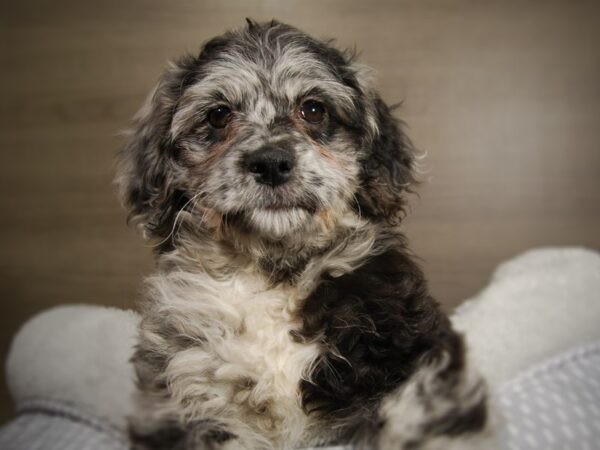 Labradoodle Mini-DOG-Female-Blue Merle-17834-Petland Iowa City, Iowa