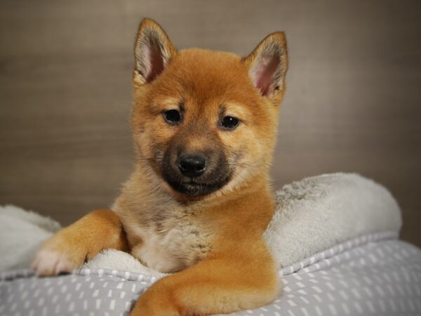 Shiba Inu DOG Female Red & White 17835 Petland Iowa City, Iowa