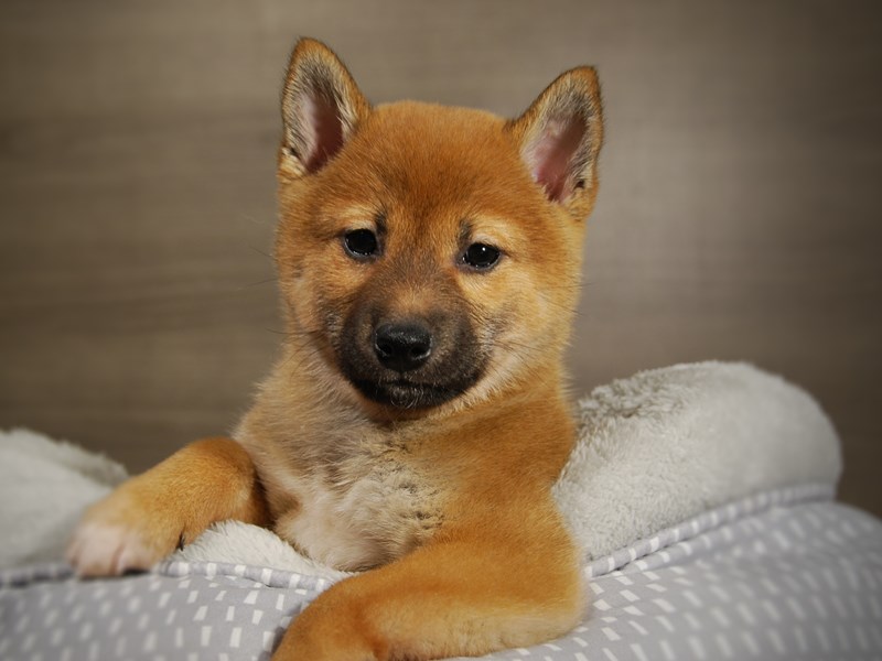 Shiba Inu Dog Female Red & White 17835
