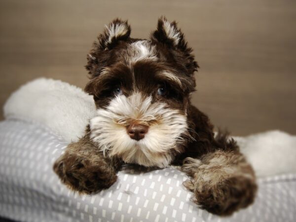 Miniature Schnauzer-DOG-Male-Chocolate-17815-Petland Iowa City, Iowa