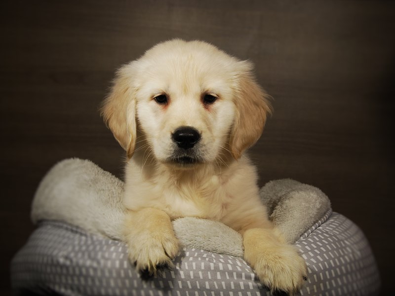 Golden Retriever Dog Male Cream 17839