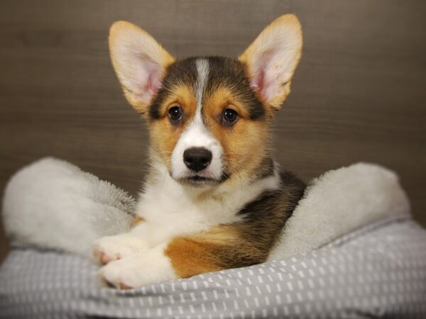 Pembroke Welsh Corgi DOG Male Black Tan / White 17840 Petland Iowa City, Iowa