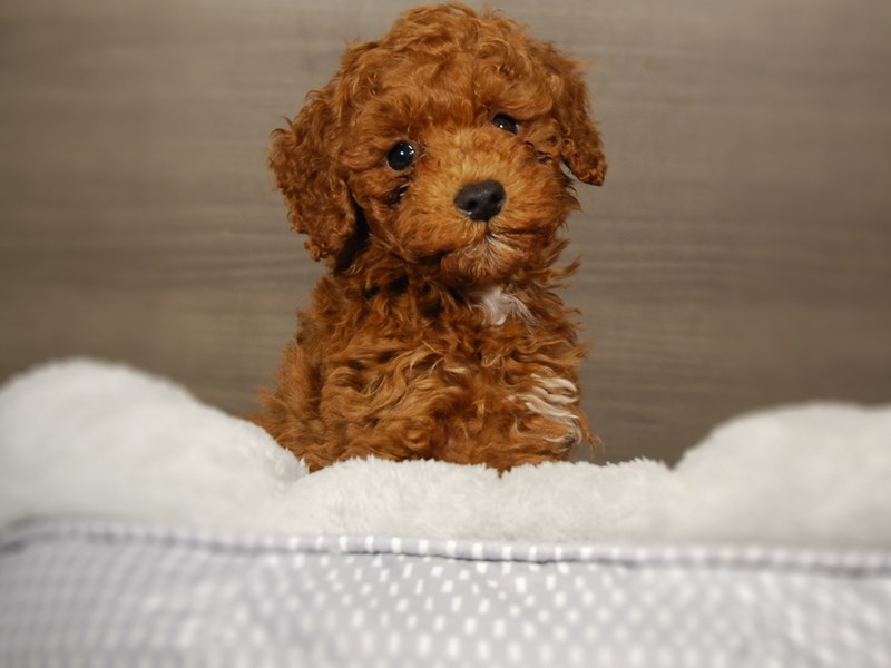 Poodle Dog Male Red 17841