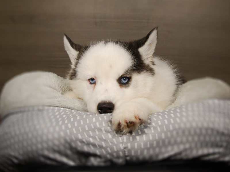 Siberian Husky Dog Female Black / White 17842