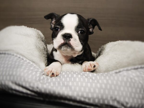 Boston Terrier DOG Female Black / White 17843 Petland Iowa City, Iowa