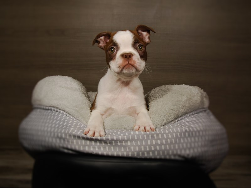 Boston Terrier Dog Male Red / White 17844