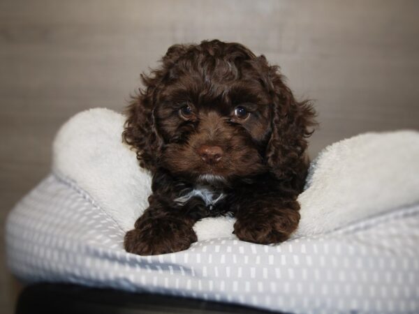 Cockapoo DOG Male Chocolate 17846 Petland Iowa City, Iowa