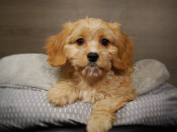 Coton / Cavalier-DOG-Female-Apricot-17847-Petland Iowa City, Iowa