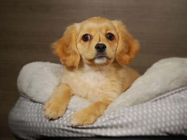 Coton / Cavalier-DOG-Female-Apricot-17848-Petland Iowa City, Iowa