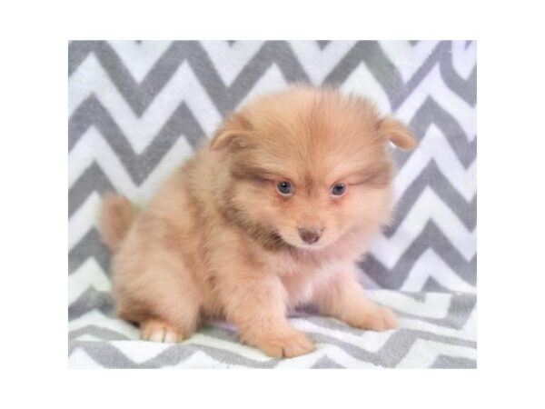 Pomeranian DOG Male Red Merle 17861 Petland Iowa City, Iowa