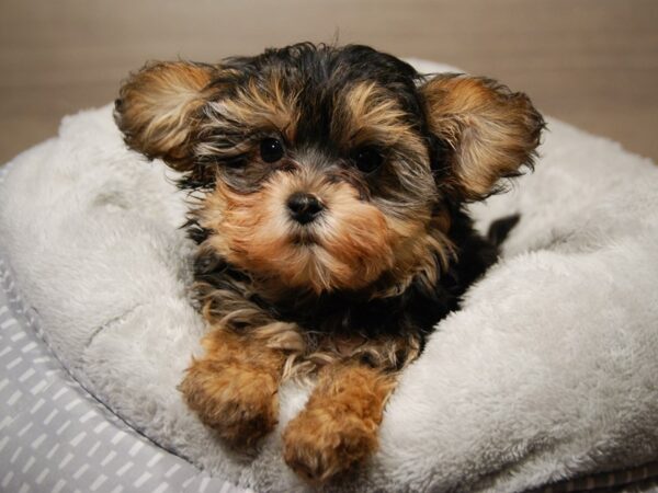 Yoshon-DOG-Male-Tri-Colored-17851-Petland Iowa City, Iowa