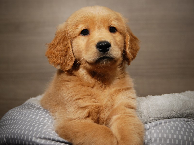 Golden Retriever Dog Male Golden 17853