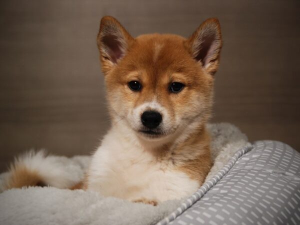 Shiba Inu DOG Male Red & White 17855 Petland Iowa City, Iowa