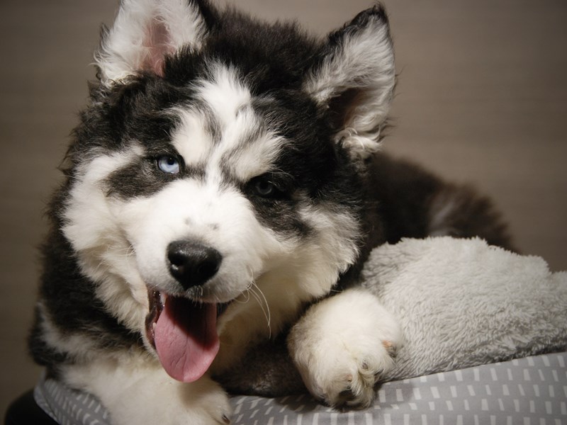 Siberian Husky Dog Male Black / White 17857