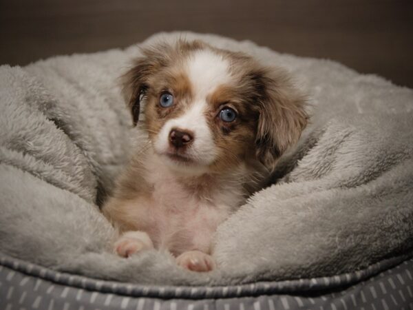 Australian Shepherd DOG Female Red Merle 17859 Petland Iowa City, Iowa