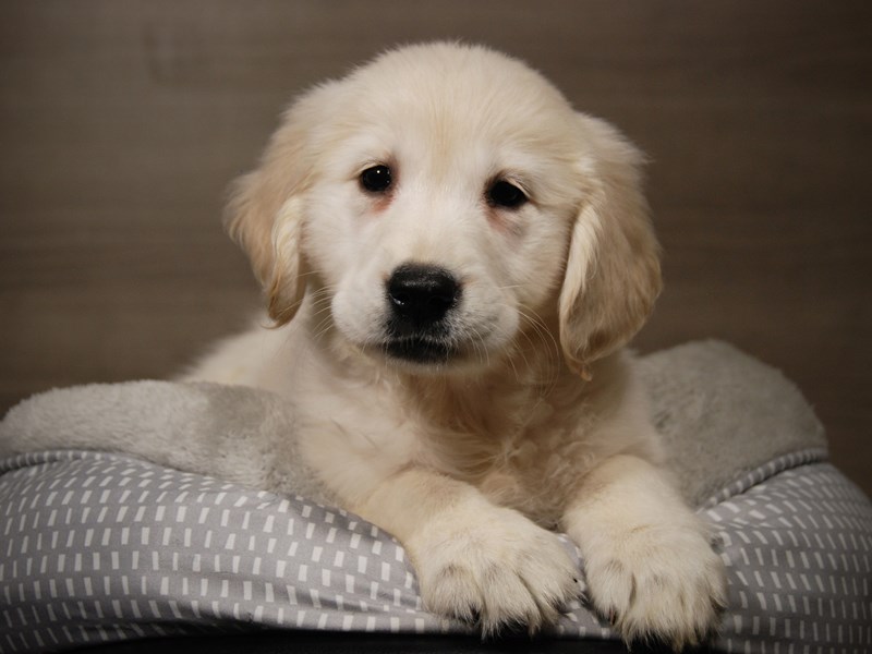 Golden Retriever Dog Female Cream 17860