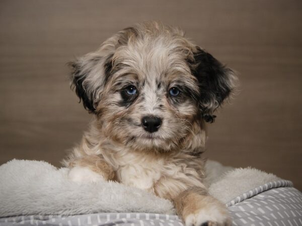 Poodle/Toy Australian Shepherd-DOG-Female-Blue Merle-17862-Petland Iowa City, Iowa