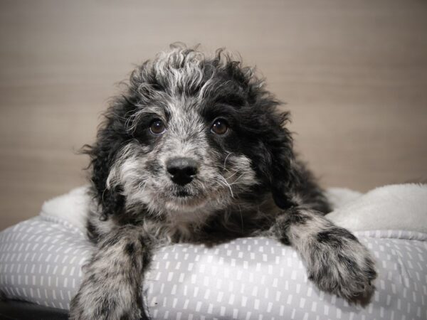 Mini Goldendoodle 2nd Gen-DOG-Male-Bl mrl-17863-Petland Iowa City, Iowa