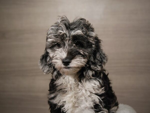 Mini Goldendoodle 2nd Gen-DOG-Female-bl mrl-17864-Petland Iowa City, Iowa